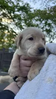 Turquoise - MALE - Vonn, a male Labrador Retriever for sale in Fairfield, CT – 4 of 7