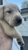 Turquoise - MALE - Vonn, a male Labrador Retriever for sale in Fairfield, CT – 6 of 7