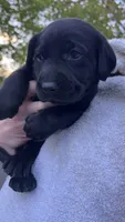 Red - MALE - Bedard, a female Labrador Retriever for sale in Fairfield, CT – 5 of 5