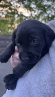 Red - MALE - Bedard, a female Labrador Retriever for sale in Fairfield, CT – 1 of 5