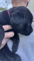 Red - MALE - Bedard, a female Labrador Retriever for sale in Fairfield, CT – 2 of 5