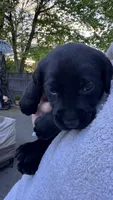 Red - MALE - Bedard, a female Labrador Retriever for sale in Fairfield, CT – 4 of 5