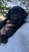 Red - MALE - Bedard, a female Labrador Retriever for sale in Fairfield, CT – 3 of 5