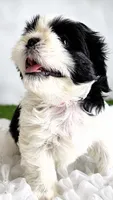 Princess, a female Shih Tzu for sale in Lakewood, CA – 9 of 10