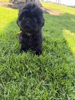 Leía , a female Shih Tzu for sale in Lakewood, CA – 4 of 10