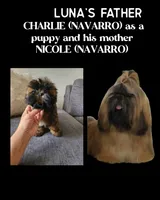 Luna AKC , a female Shih Tzu for sale in Lakewood, CA – 4 of 10