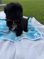 Elvis, a male Shih Tzu for sale in Lakewood, CA – 5 of 8
