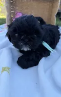 Luna, a female Shih Tzu for sale in Lakewood, CA – 8 of 9