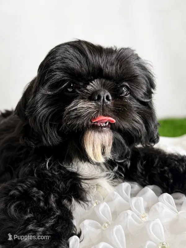 Luna AKC  – Shih Tzu puppy for sale in Lakewood, CA