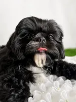 Luna AKC , a female Shih Tzu for sale in Lakewood, CA – 1 of 10