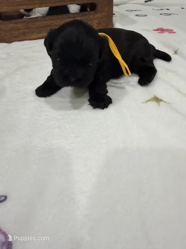 Leía  – Shih Tzu puppy for sale in Lakewood, CA