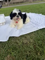 Auggie , a male Shih Tzu for sale in Lakewood, CA – 8 of 9