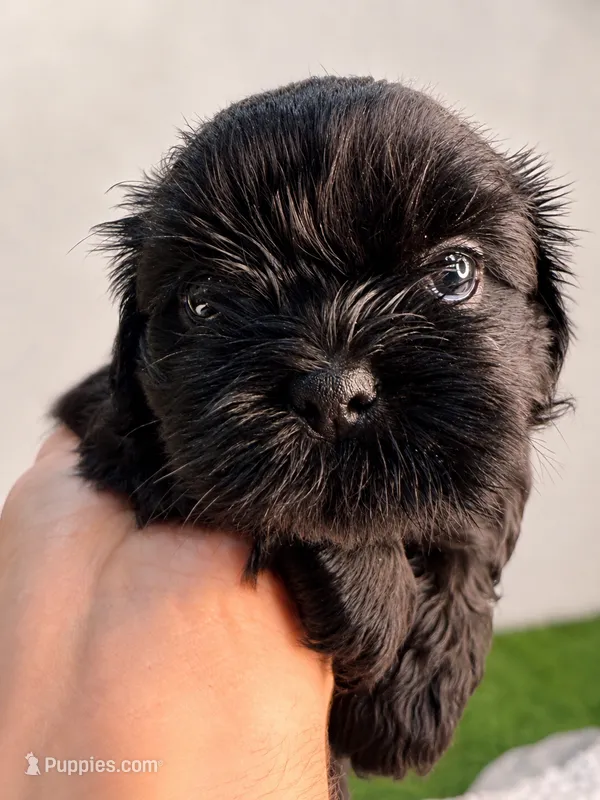 Leía  – Shih Tzu puppy for sale in Lakewood, CA