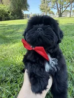 Elvis, a male Shih Tzu for sale in Lakewood, CA – 6 of 10