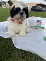 Auggie , a male Shih Tzu for sale in Lakewood, CA – 9 of 9