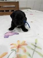 Elvis, a male Shih Tzu for sale in Lakewood, CA – 2 of 7