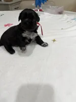 Nala, a female Shih Tzu for sale in Lakewood, CA – 2 of 9