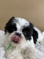 Auggie , a male Shih Tzu for sale in Lakewood, CA – 6 of 8
