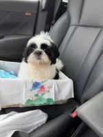 Auggie , a male Shih Tzu for sale in Lakewood, CA – 5 of 9