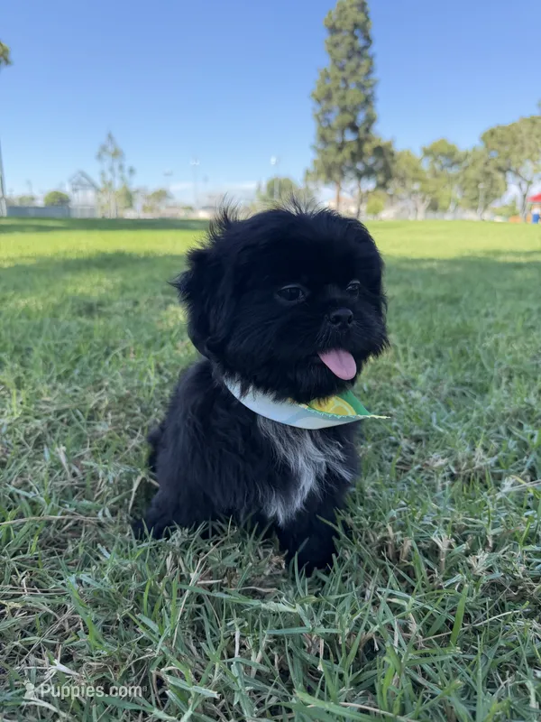 Elvis – Shih Tzu puppy for sale in Lakewood, CA