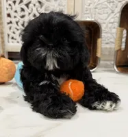 Luna AKC , a female Shih Tzu for sale in Lakewood, CA – 10 of 10