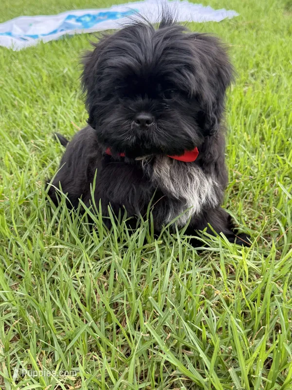 Elvis – Shih Tzu puppy for sale in Lakewood, CA