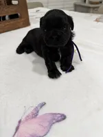 Isabella, a female Shih Tzu for sale in Lakewood, CA – 2 of 8