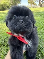 Elvis, a male Shih Tzu for sale in Lakewood, CA – 3 of 10