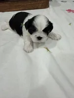 Auggie , a male Shih Tzu for sale in Lakewood, CA – 3 of 9