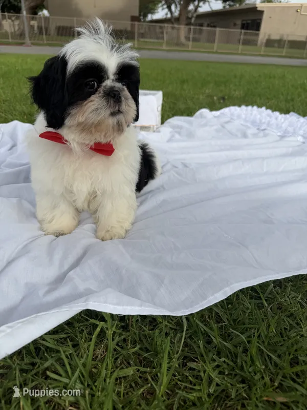 Auggie  – Shih Tzu puppy for sale in Lakewood, CA