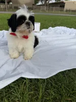 Auggie , a male Shih Tzu for sale in Lakewood, CA – 1 of 9