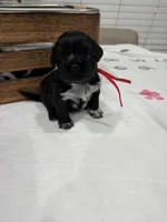Nala, a female Shih Tzu for sale in Lakewood, CA – 4 of 9