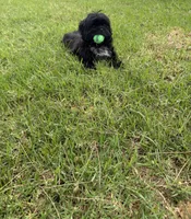 Elvis, a male Shih Tzu for sale in Lakewood, CA – 7 of 8