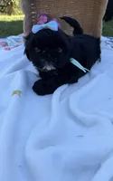 Luna, a female Shih Tzu for sale in Lakewood, CA – 6 of 9