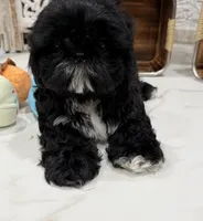 Luna AKC , a female Shih Tzu for sale in Lakewood, CA – 6 of 10