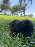 Leía , a female Shih Tzu for sale in Lakewood, CA – 8 of 10