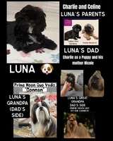 Luna AKC , a female Shih Tzu for sale in Lakewood, CA – 3 of 10