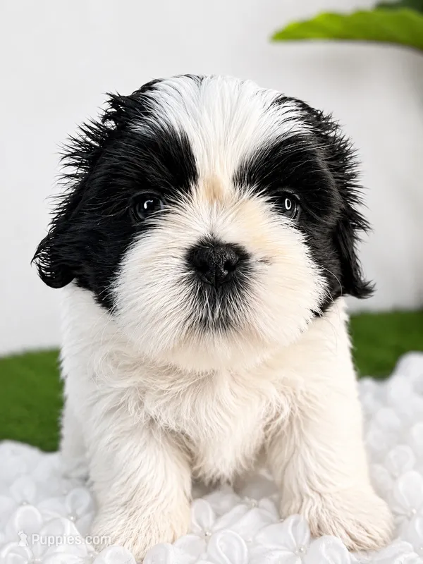 Princess – Shih Tzu puppy for sale in Lakewood, CA
