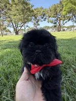Elvis, a male Shih Tzu for sale in Lakewood, CA – 9 of 10