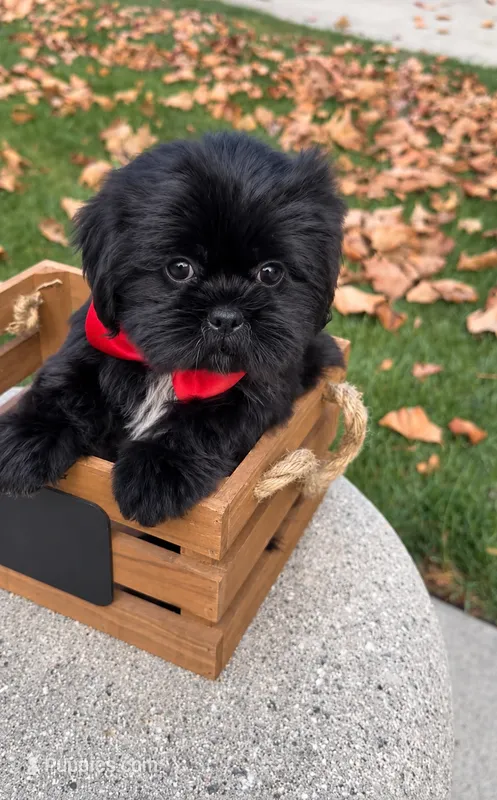 Elvis – Shih Tzu puppy for sale in Lakewood, CA