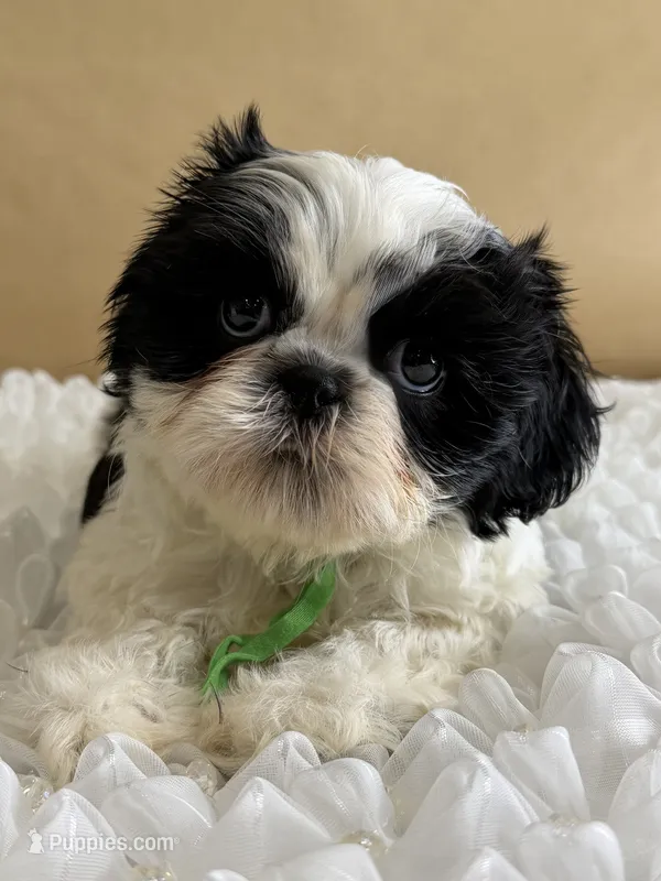 Auggie  – Shih Tzu puppy for sale in Lakewood, CA