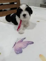 Princess, a female Shih Tzu for sale in Lakewood, CA – 4 of 9