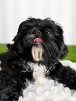 Luna AKC , a female Shih Tzu for sale in Lakewood, CA – 8 of 10