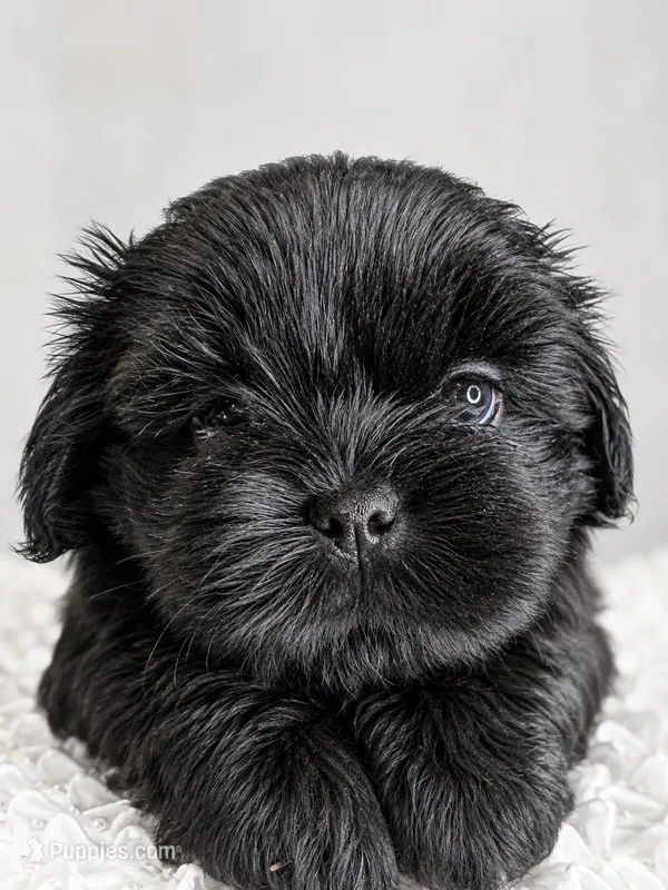 Elvis – Shih Tzu puppy for sale in Lakewood, CA