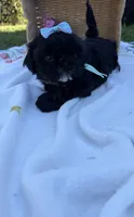 Luna, a female Shih Tzu for sale in Lakewood, CA – 4 of 9