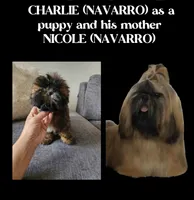 Princess, a female Shih Tzu for sale in Lakewood, CA – 3 of 10