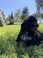 Nala, a female Shih Tzu for sale in Lakewood, CA – 8 of 9
