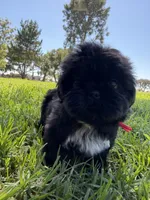 Nala, a female Shih Tzu for sale in Lakewood, CA – 3 of 9