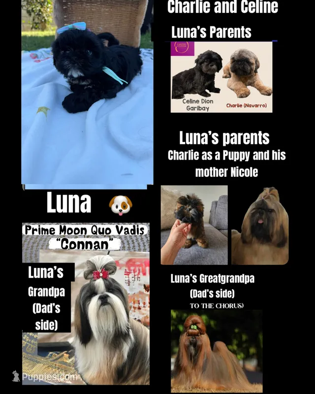 Luna – Shih Tzu puppy for sale in Lakewood, CA