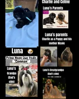 Luna, a female Shih Tzu for sale in Lakewood, CA – 1 of 9